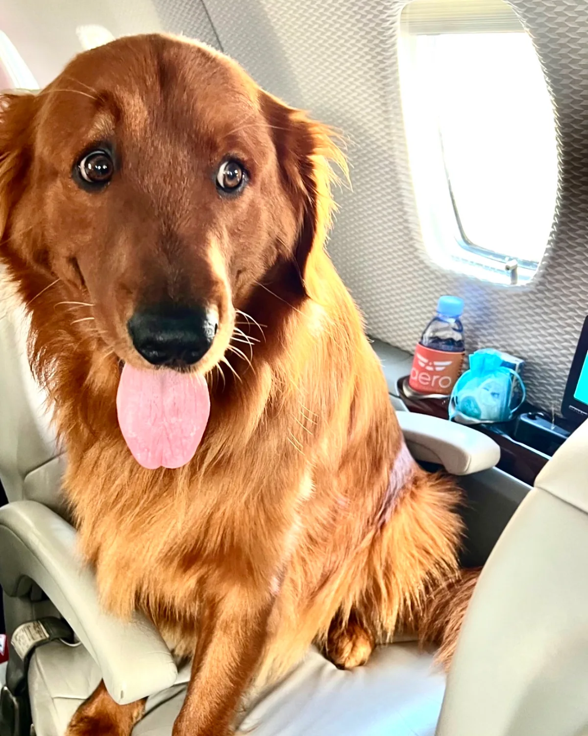 A golden retriever sitting on a passenger seat in an Aero Air Charter Citation cabin