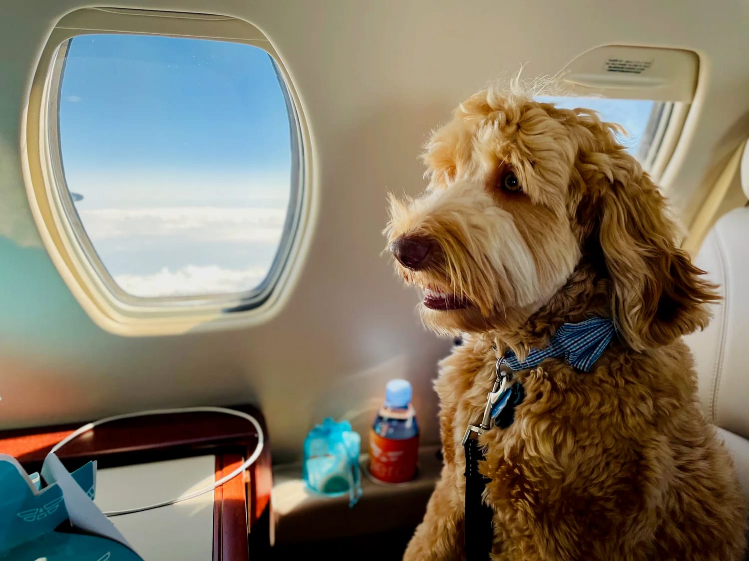 A dog looking out of the cabin window on an Aero Air Charter Citation
